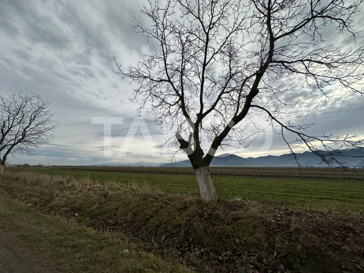 Teren extravilan de 4991 mp la strada principala in Sura Mare - 3