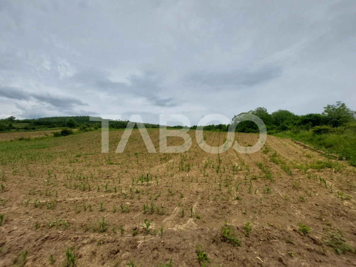 Oportunitate investitie teren 10000 mp Sura Mare - 2