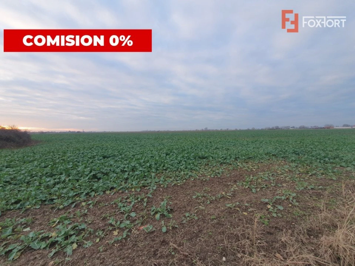 COMISION 0% Teren extravilan agricol 10.000 mp la sosea in Sag - 6