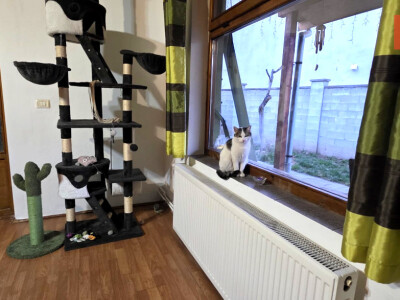 Casa individuala cu 3 camere de vanzare, in Arad, zona Aurel Vlaicu.