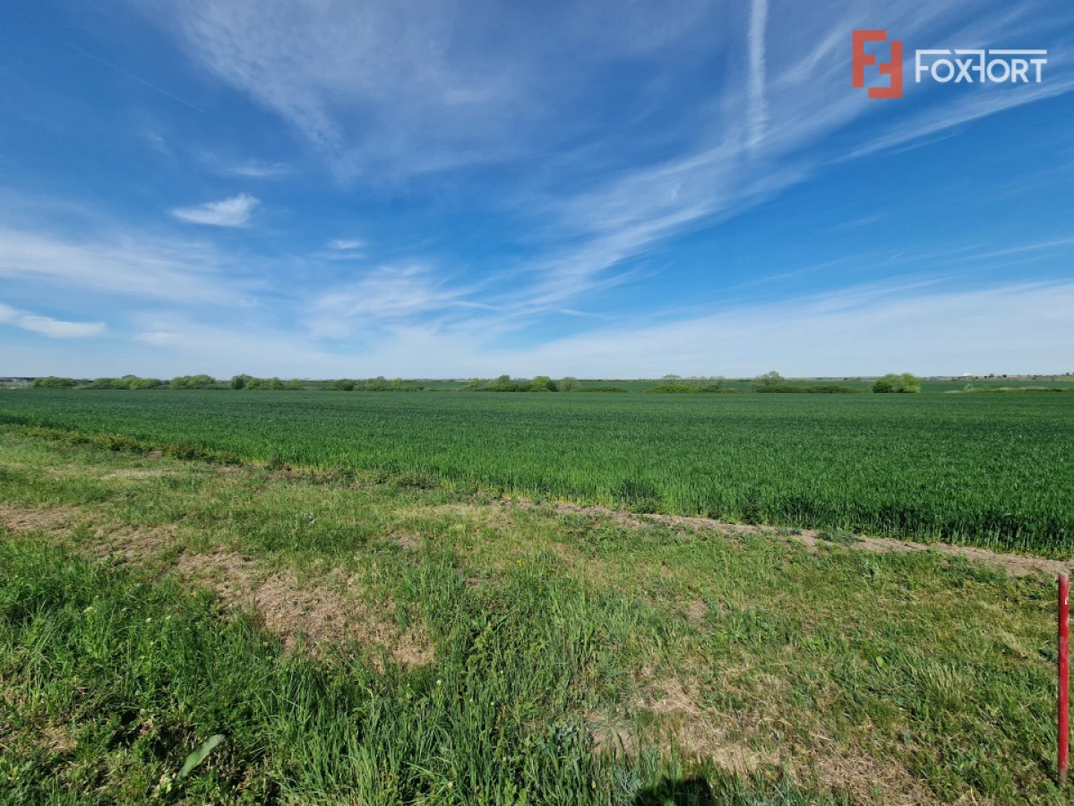 Teren extravilan de 9500 mp de vanzare in Remetea Mare - 3
