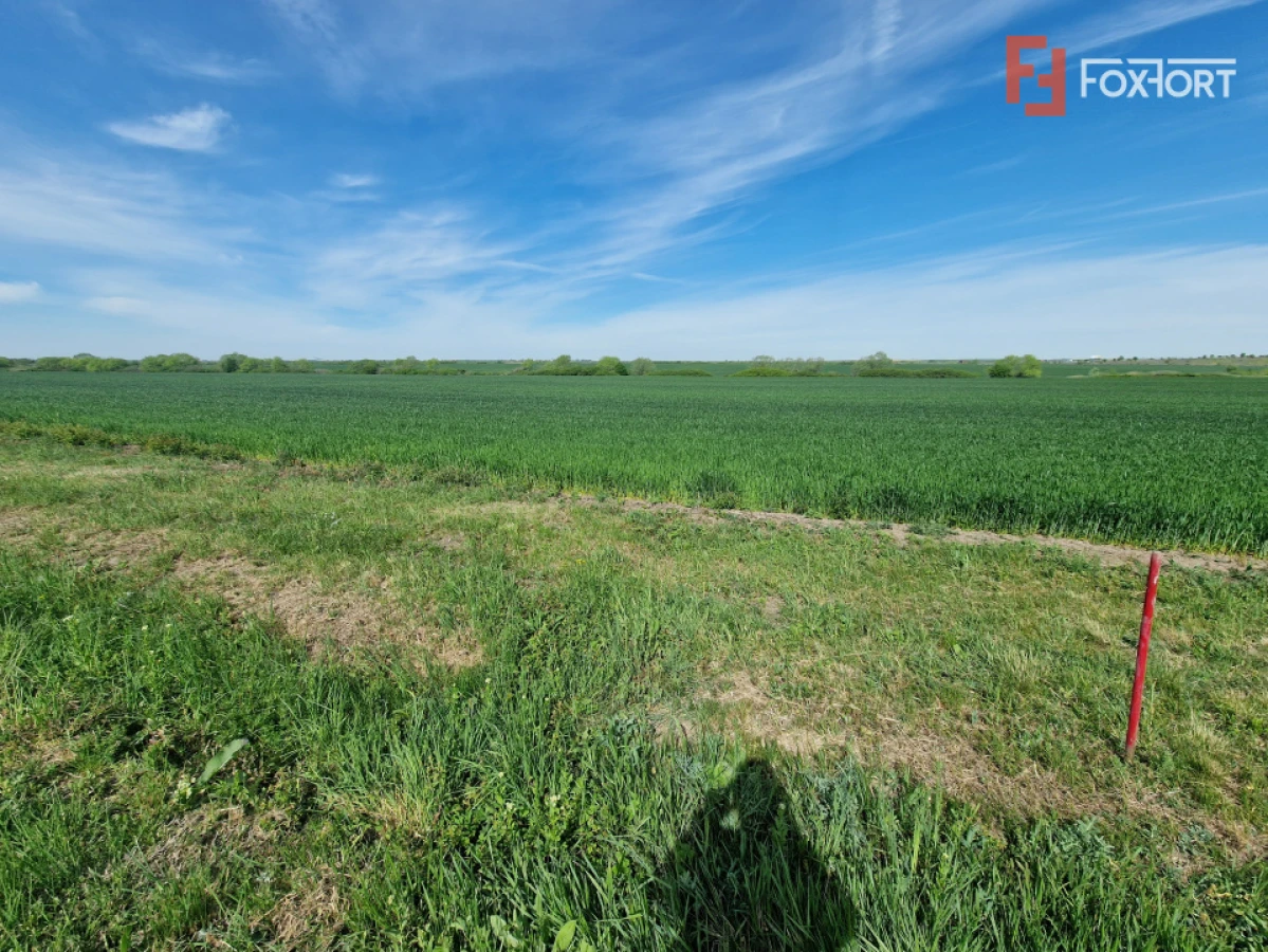 Teren extravilan de 9500 mp de vanzare in Remetea Mare - 2