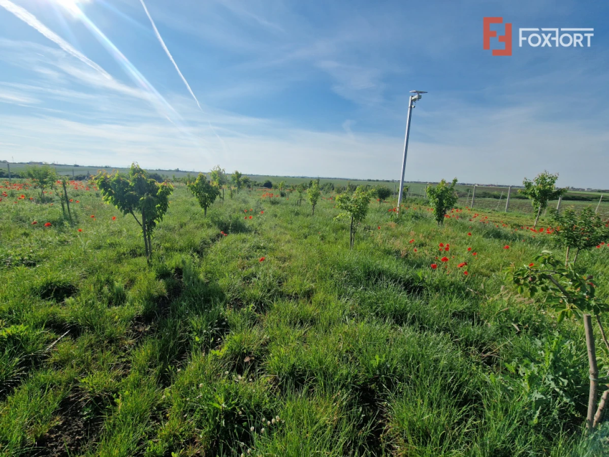 Teren extravilan de 3500 mp de vanzare in Remetea Mare - 8