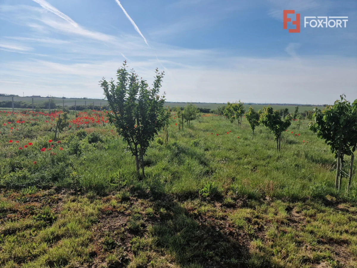 Teren extravilan de 3500 mp de vanzare in Remetea Mare - 4
