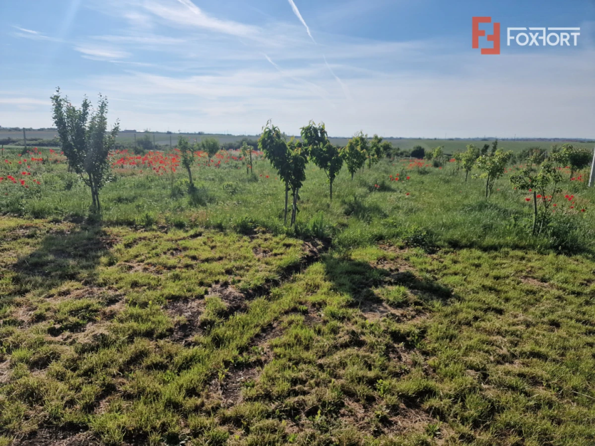 Teren extravilan de 3500 mp de vanzare in Remetea Mare - 3