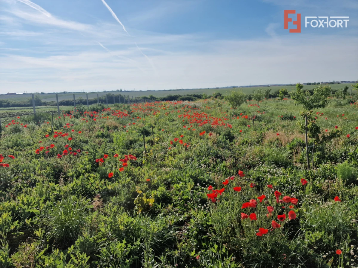 Teren extravilan de 3500 mp de vanzare in Remetea Mare - 2