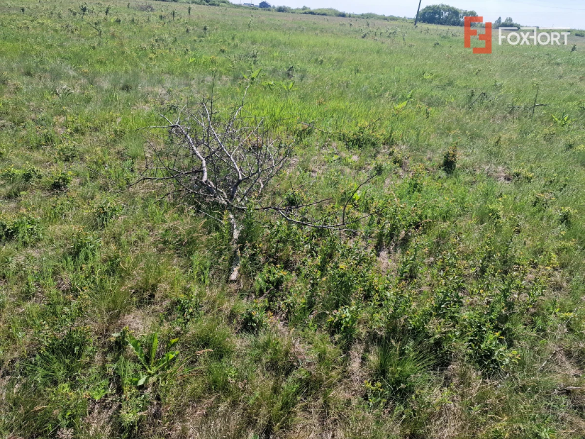 Teren de 5000 mp de vanzare in Mosnita Veche - 4