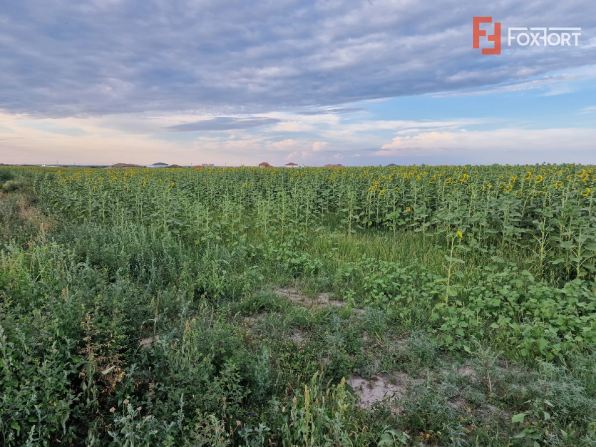 Teren intravilan de 2100 mp de vanzare in Remetea Mare - 3