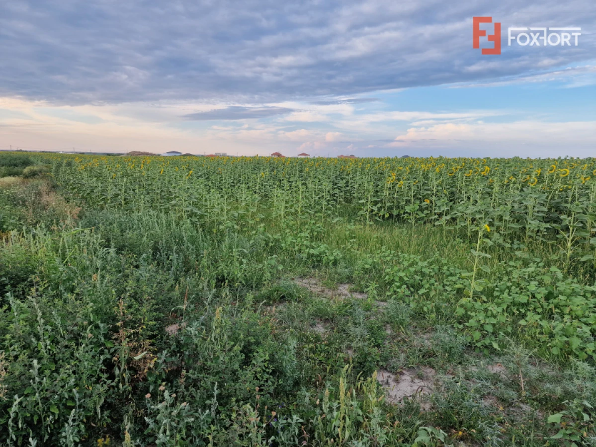 Teren intravilan de 2100 mp de vanzare in Remetea Mare - 2