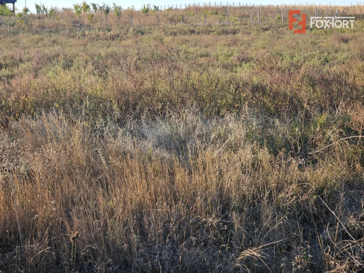 Teren extravilan de 3500 mp de vanzare in Remetea Mare - 3